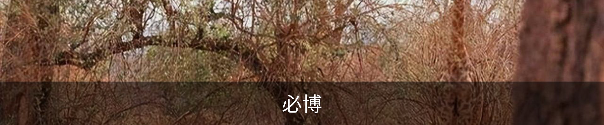 必博